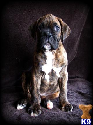 Puppies in Marion